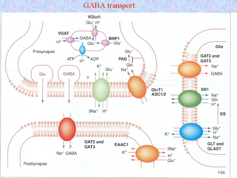 GABA transport